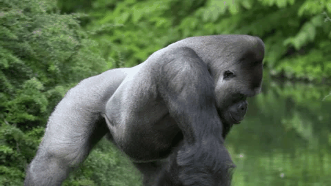 猩猩捡鞋不还:饲养员来了立马认怂插图 猩猩捡鞋不还:饲养员来了立马认怂