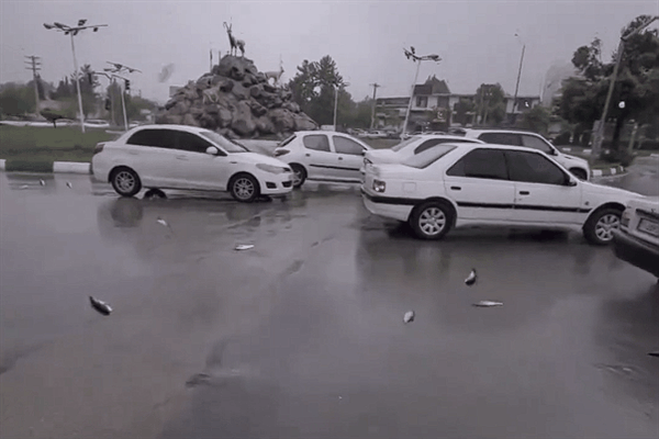 鱼随暴雨从天而降 伊朗下起鱼雨 专家：龙卷风过境引起