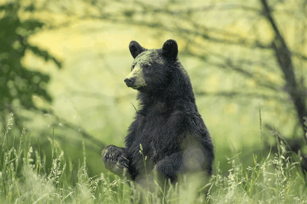 吃了未熟透的熊肉：美国一家6口全部感染致命旋毛虫病