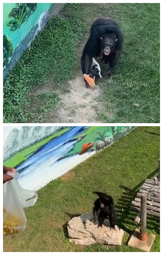 猩猩捡鞋不还:饲养员来了立马认怂插图1 猩猩捡鞋不还:饲养员来了立马认怂
