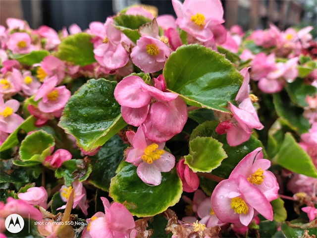 联想moto S50 Neo怎么样 联想moto S50 Neo评测插图12