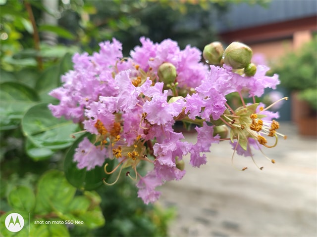 联想moto S50 Neo怎么样 联想moto S50 Neo评测插图14