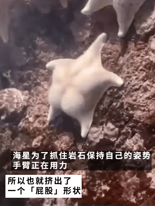 网友偶遇翘臀海星！派大星是你吗？