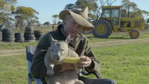 血气“方”肛！袋熊拉出立方体便便：一摞一摞叠放在门口展示