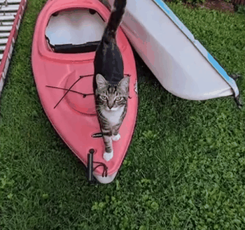 快别睡了！美国小猫念了4年大学后：获得了博士学位