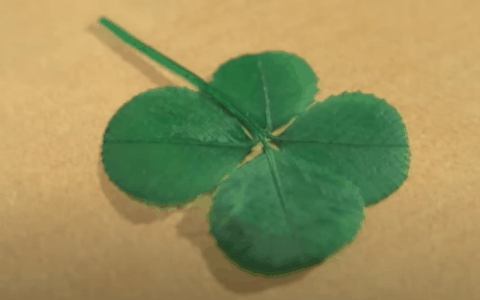 日本老哥种出63片叶子的三叶草 密密麻麻