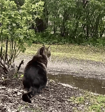 快别睡了！美国小猫念了4年大学后：获得了博士学位