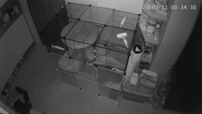 扫地机器人自燃引发火灾:全屋熏黑 呛死两只猫插图1 扫地机器人自燃引发火灾:全屋熏黑 呛死两只猫