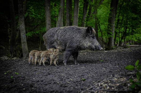南京一野猪莽撞冲入饭店 就餐顾客兴奋追打：两脚踢了出去