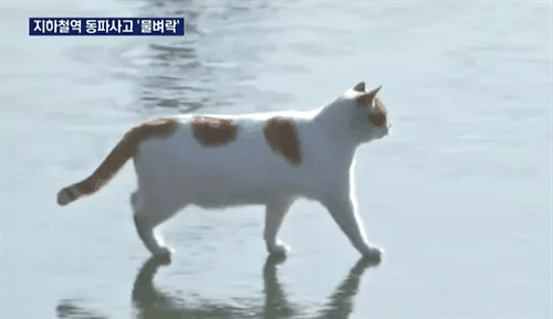 结冰的汉江上有猫在走是什么梗 梗意思介绍插图 结冰的汉江上有猫在走是什么梗 梗意思介绍