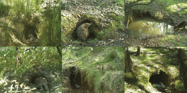 血气“方”肛！袋熊拉出立方体便便：一摞一摞叠放在门口展示