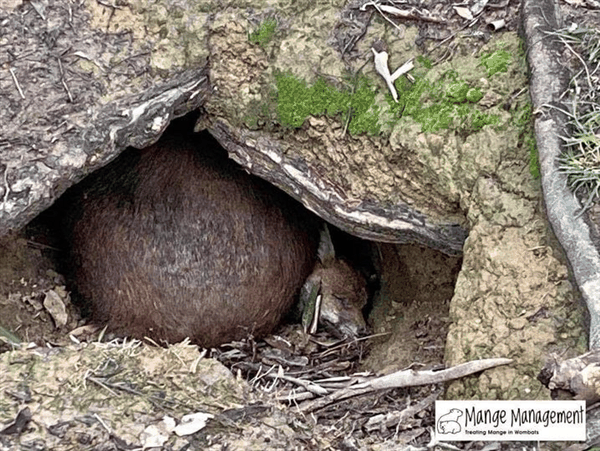 血气“方”肛！袋熊拉出立方体便便：一摞一摞叠放在门口展示