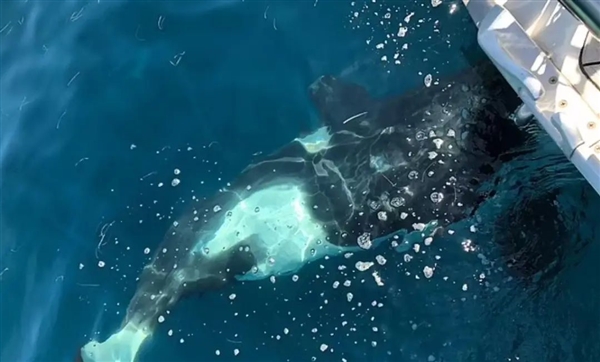 欧洲虎鲸频繁袭击船只 4年累计673次 专家说是吃太饱了插图4 欧洲虎鲸频繁袭击船只 4年累计673次 专家说是吃太饱了