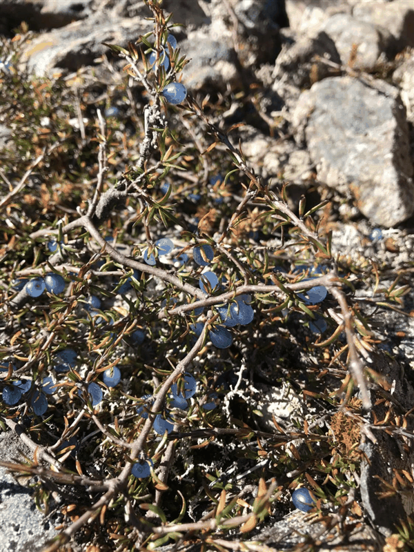 火爆全网！这种能结“宝石”的植物到底是什么