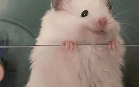 你的下一个美少女偶像何必是真人 娱乐圈AIGC要内测了