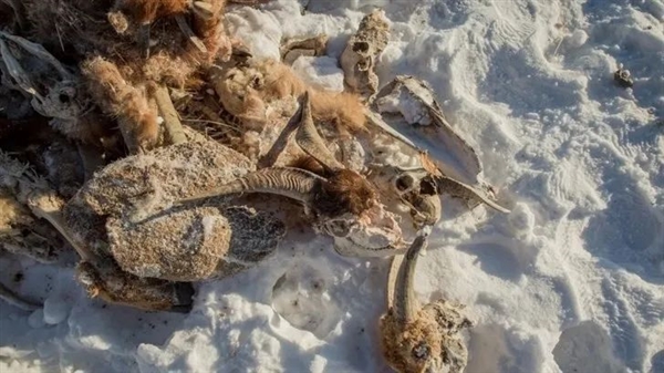 炎炎夏至 蒙古国居然下雪了!其实 很正常插图5 炎炎夏至 蒙古国居然下雪了!其实 很正常