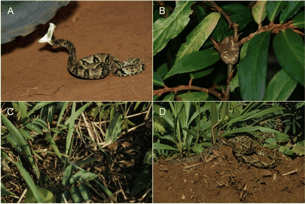 他踩了4万次毒蛇 终于知道了蛇什么时候会咬人