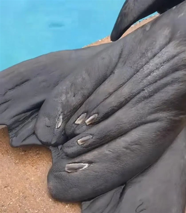 5根不够、6根最优!英国发明穿戴式第六指:单手就能开汽水插图9 5根不够、6根最优!英国发明穿戴式第六指:单手就能开汽水