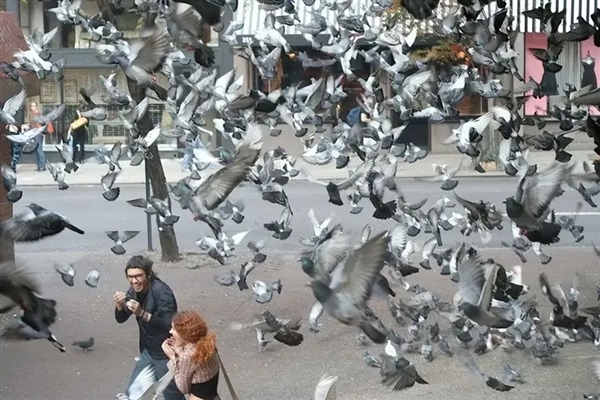 德国小镇全员投票决定杀死700只鸽子：动物保护组织不干了