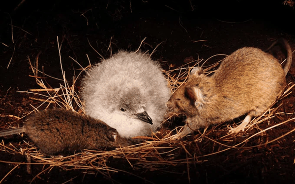 一个让老鼠灭绝的地方：7年投放330吨药 杀光500万只