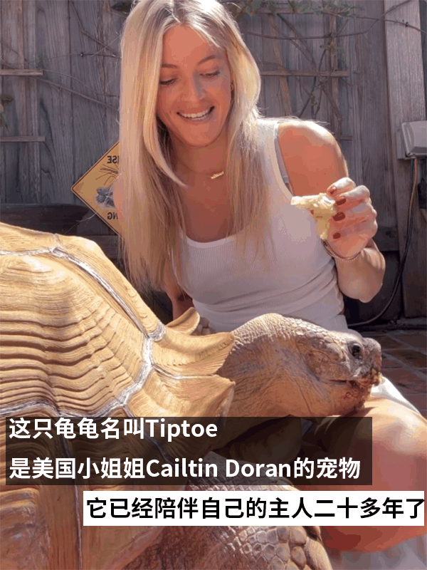 小姐姐养了20多年的龟龟成了大网红!网友:感觉它能送走几代人插图1 小姐姐养了20多年的龟龟成了大网红!网友:感觉它能送走几代人