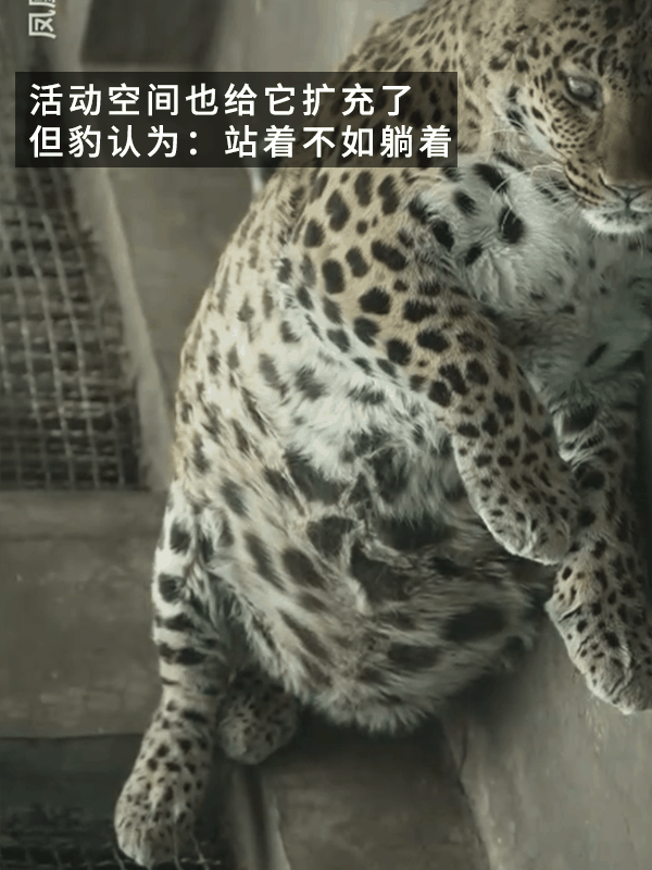 网红豹子胖成了豹警官 网友：现实版疯狂动物城！