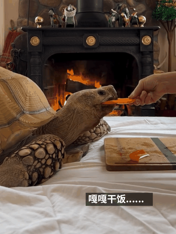 小姐姐养了20多年的龟龟成了大网红!网友:感觉它能送走几代人插图8 小姐姐养了20多年的龟龟成了大网红!网友:感觉它能送走几代人