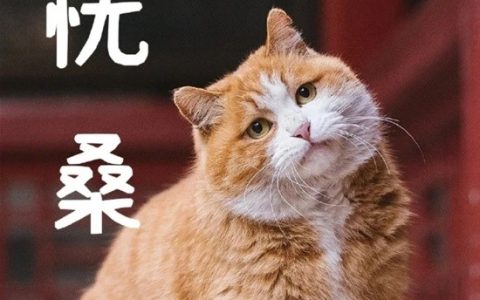 御猫也得做身材管理：故宫猫减肥备战猫王大赛