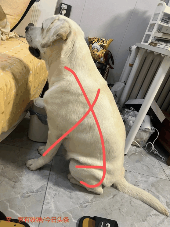 为什么古人造了“犬”字 又要造个“狗”字?插图1 为什么古人造了“犬”字 又要造个“狗”字?