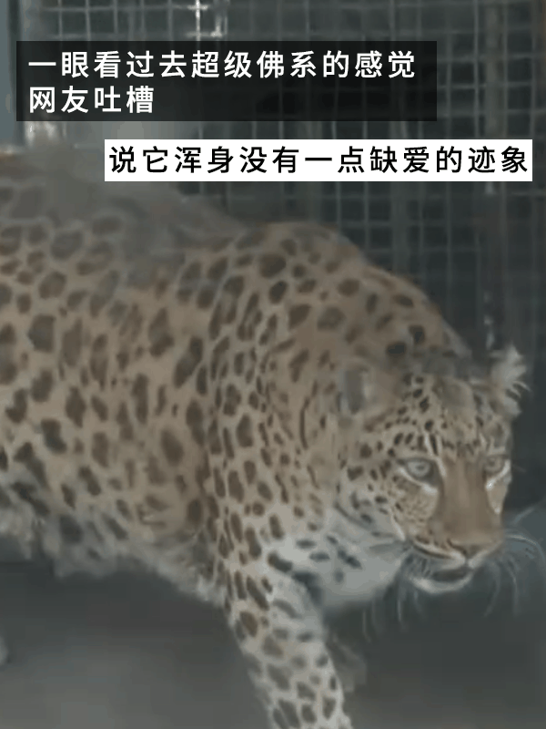 网红豹子胖成了豹警官 网友：现实版疯狂动物城！