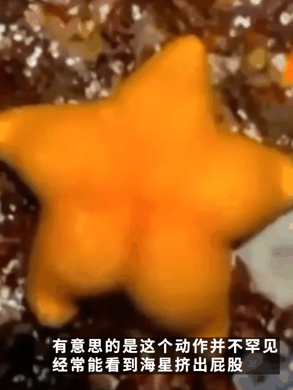 网友偶遇翘臀海星！派大星是你吗？