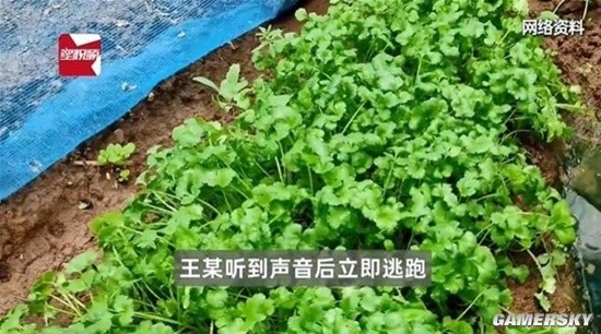 老太偷菜逃跑摔伤 向菜主索赔8万引热议 法院驳回诉求被网友点赞插图 老太偷菜逃跑摔伤 向菜主索赔8万引热议 法院驳回诉求被网友点赞