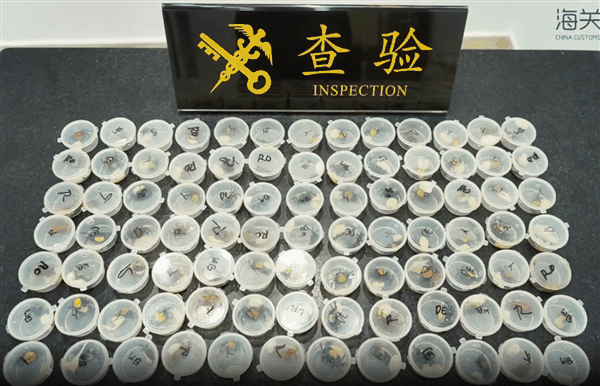 外来物种!女子携带90只吸血鬼蟹入境被查 网友:炸至金黄酥脆插图2 外来物种!女子携带90只吸血鬼蟹入境被查 网友:炸至金黄酥脆