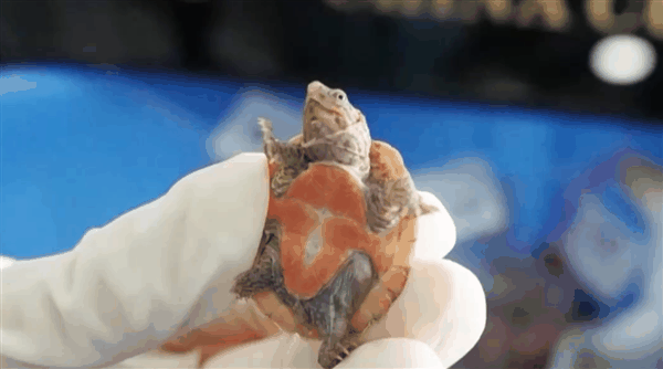 男子身上藏454只乌龟入境被查：均为濒危物种