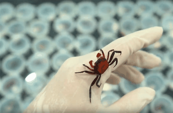 外来物种!女子携带90只吸血鬼蟹入境被查 网友:炸至金黄酥脆插图 外来物种!女子携带90只吸血鬼蟹入境被查 网友:炸至金黄酥脆