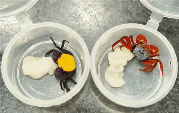 外来物种!女子携带90只吸血鬼蟹入境被查 网友:炸至金黄酥脆插图1 外来物种!女子携带90只吸血鬼蟹入境被查 网友:炸至金黄酥脆