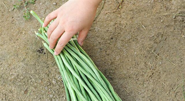 又到了吃豆角的季节 网友调侃:北方人的夏季噩梦豆角来了插图 又到了吃豆角的季节 网友调侃:北方人的夏季噩梦豆角来了