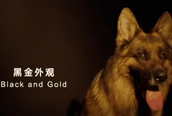 简单高效!只有中国人才能看懂的散装英文 网友直呼越看越上头插图 简单高效!只有中国人才能看懂的散装英文 网友直呼越看越上头