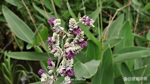 一加Ace 3 Pro拍照怎么样? 一加Ace 3 Pro相机体验测评插图18