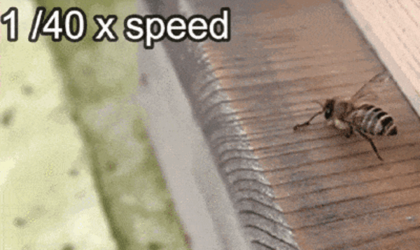 高温闷死、涂抹粪便…蜜蜂还有这些奇葩防御手段插图3 高温闷死、涂抹粪便...蜜蜂还有这些奇葩防御手段