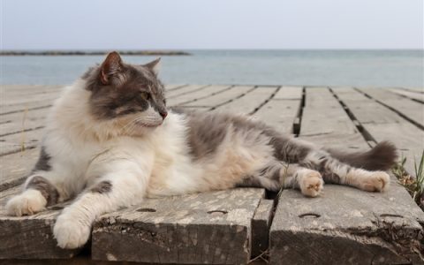 男子被流浪猫绊倒致十级伤残 投喂者判赔24万：再审宣判