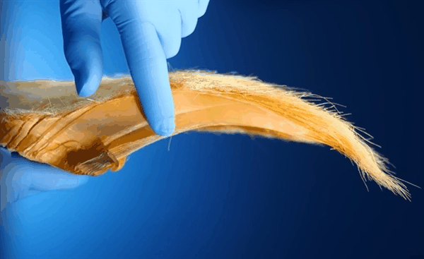 鲸须:须鲸身体最独特结构 到底如何帮助鲸鱼进食插图1 鲸须:须鲸身体最独特结构 到底如何帮助鲸鱼进食