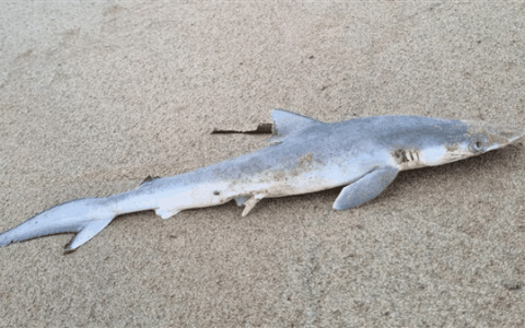 巴西发现鲨鱼可卡因严重超标 超标百倍 会因太兴奋而失控吗？