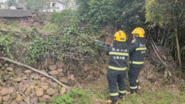 顶级掠食者！大理一小学附近发现眼镜王蛇 消防提醒：别擅自抓
