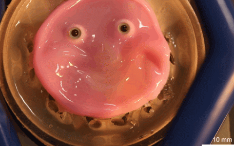 日本机器人有了“妈生脸”：活生生的会笑 但真的好诡异