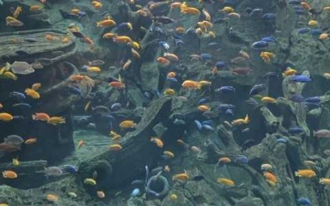 海洋生物群落的特点 海洋生物群落的基本特征