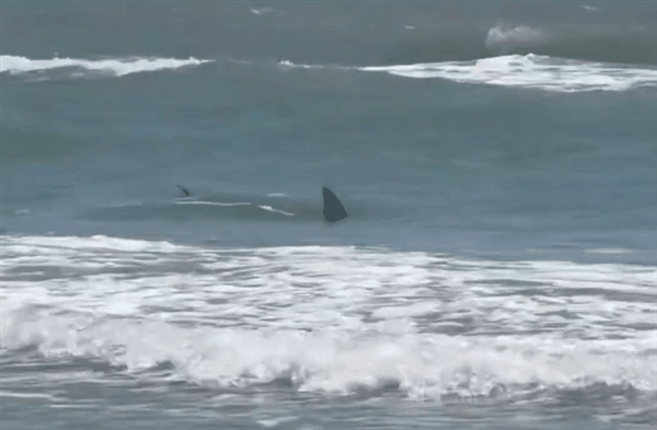 美国又现鲨鱼攻击人类案例:两男两女遇袭、有人腿被咬断插图1 美国又现鲨鱼攻击人类案例:两男两女遇袭、有人腿被咬断