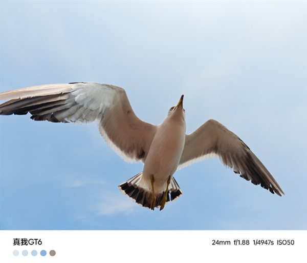 直屏灭霸!真我GT6样张首曝:索尼IMX890旗舰主摄 抓怕神器插图4 直屏灭霸!真我GT6样张首曝:索尼IMX890旗舰主摄 抓怕神器