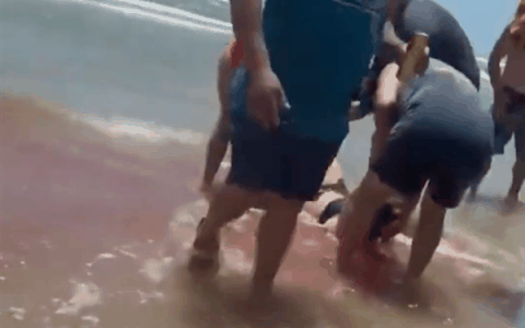 美国又现鲨鱼攻击人类案例：两男两女遇袭、有人腿被咬断