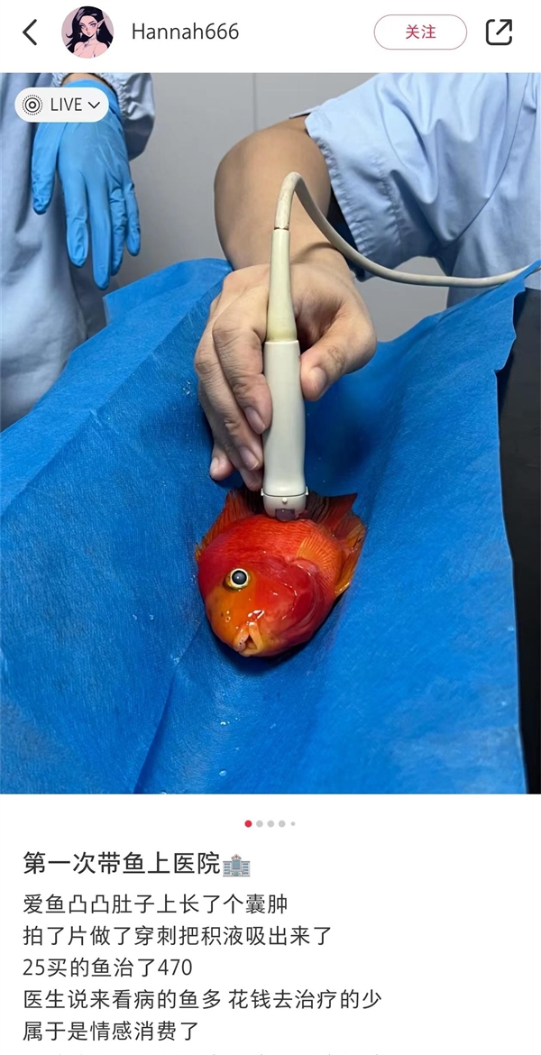 女子花470元给一条鱼看病引热议 中国每只宠物一年花6000元